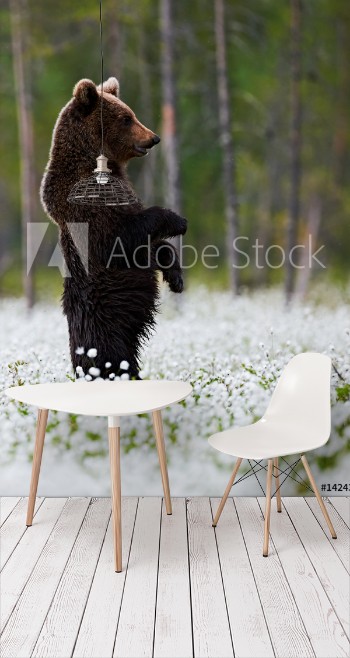 Picture of Bear standing among white flowers